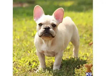 French Bulldog