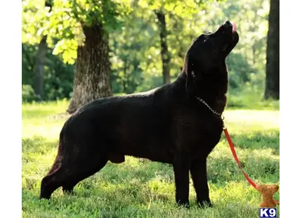 Labrador Retriever