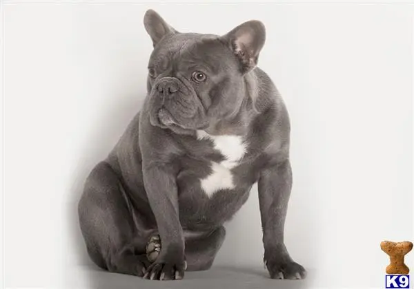 French Bulldog stud dog