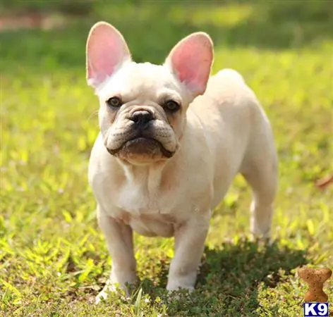 French Bulldog stud dog