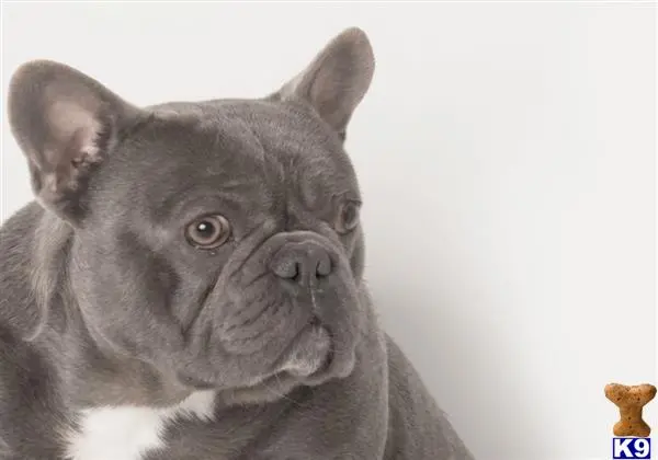 French Bulldog stud dog