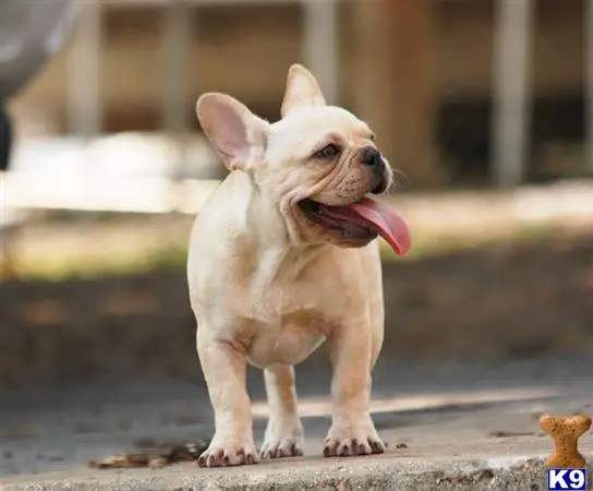 French Bulldog stud dog