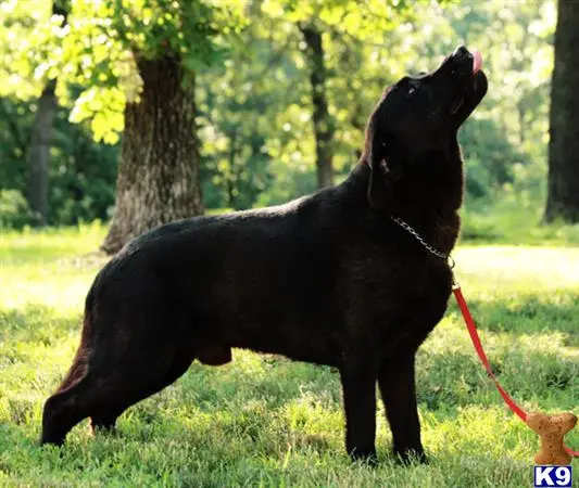 Labrador Retriever stud dog