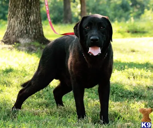 Labrador Retriever stud dog