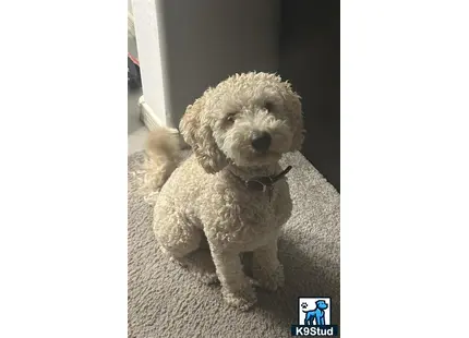 a goldendoodles dog sitting on the floor
