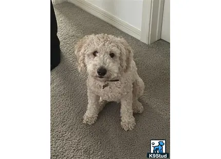 a goldendoodles dog sitting on the floor