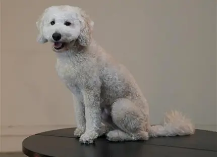 a white goldendoodles dog sitting on a table