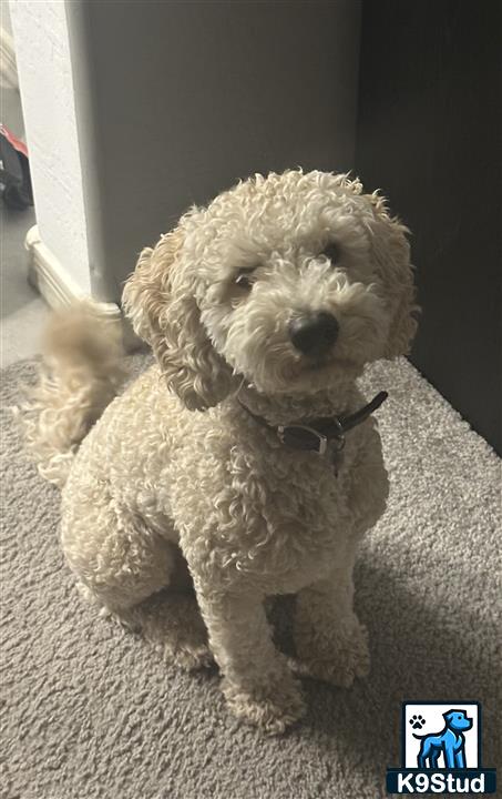 a goldendoodles dog sitting on the floor