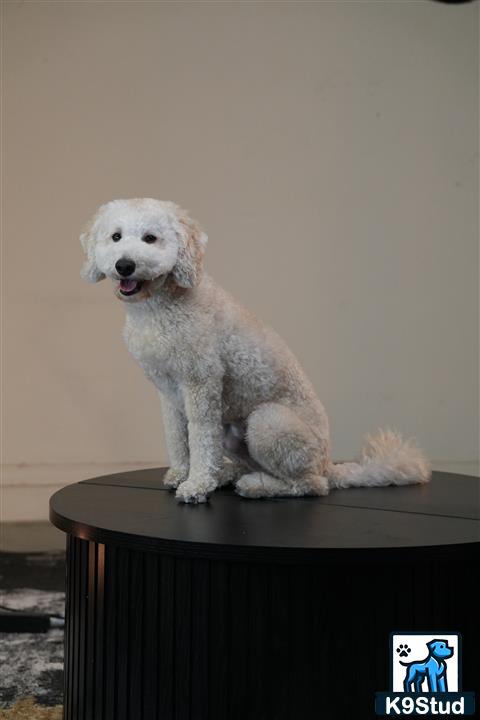 a white goldendoodles dog sitting on a table