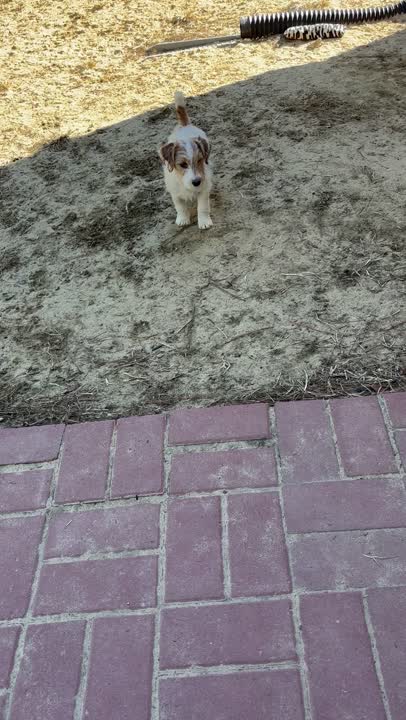 Jack Russell Terrier puppy video