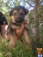 german shepherd puppy posted by tam7tam7tam