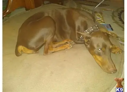 Doberman Pinscher
