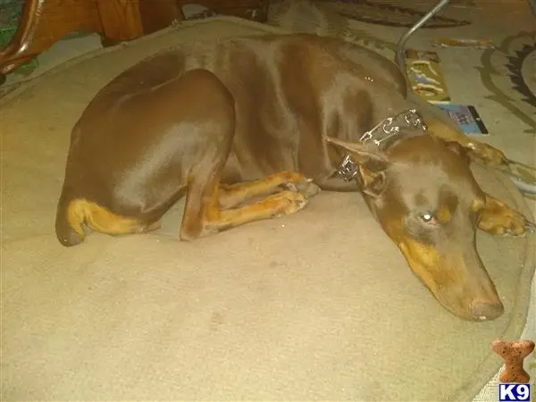 Doberman Pinscher female dog