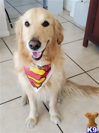 Golden Retriever stud dog