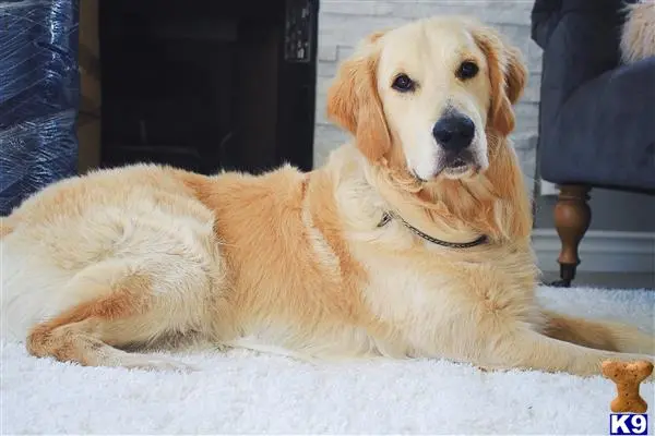 Golden Retriever stud dog