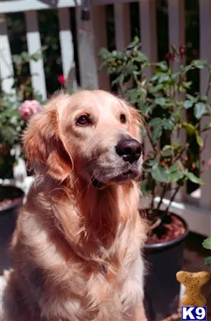 Golden Retriever stud dog