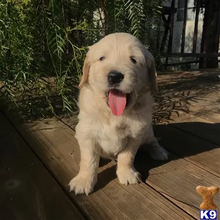 Golden Retriever stud dog