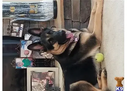 German Shepherd