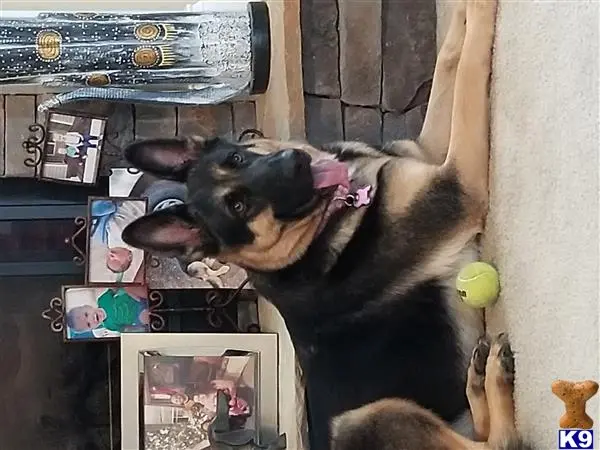 German Shepherd female dog: Black and tan German Shepherd lying on carpet with a tennis ball