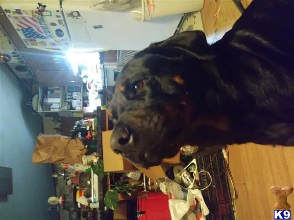 Rottweiler stud dog