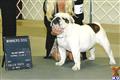 Bulldog stud dog: White Bulldog with brown patches, standing proudly indoors