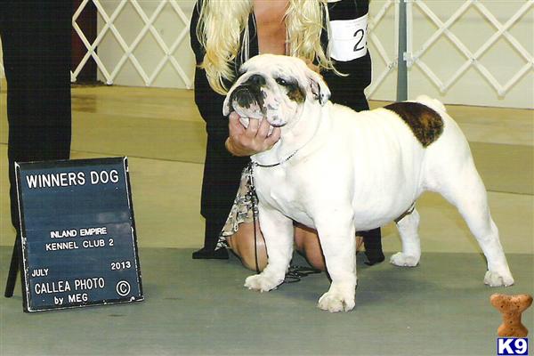 Bulldog stud dog