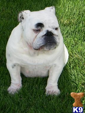 Bulldog dog