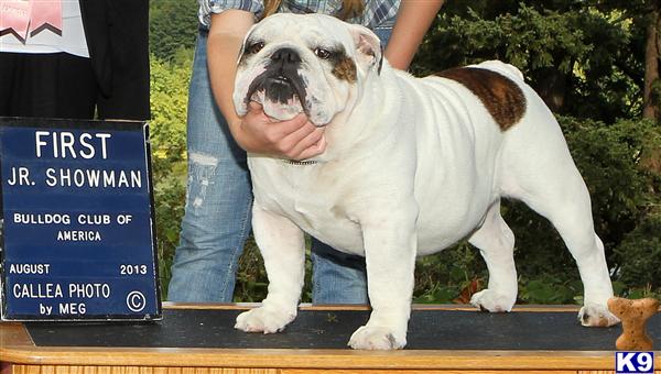 Bulldog stud dog