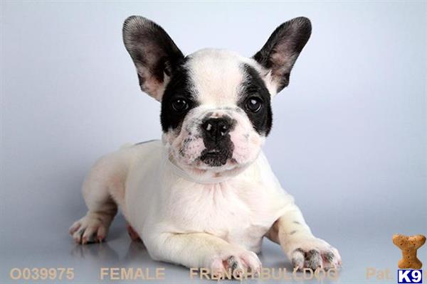 French Bulldog