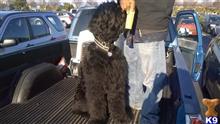 Black Russian Terrier