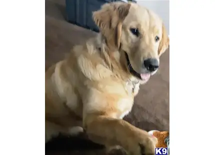 a golden retriever dog sitting on the ground