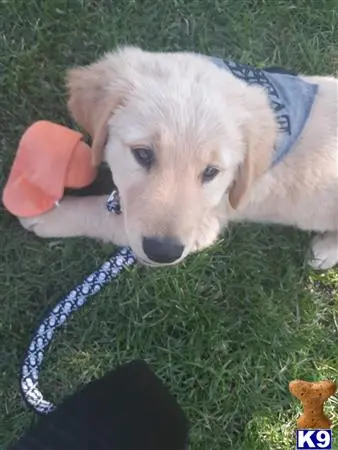 Golden Retriever stud dog