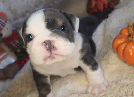 Bulldog puppy for sale: Brindle and white Bulldog puppy on a cozy blanket with decorations