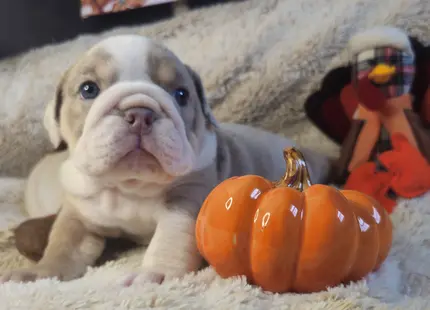 Bulldog puppy for sale: Bulldog puppy with a light coat beside a small orange pumpkin