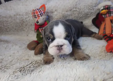 Bulldog