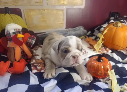Bulldog puppy for sale: Gray and white Bulldog puppy surrounded by autumn decorations
