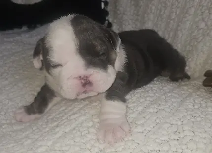 Bulldog puppy for sale: Gray and white Bulldog puppy lying on a textured blanket