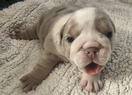 Bulldog puppy for sale: Light brown and white Bulldog puppy lying on a soft blanket