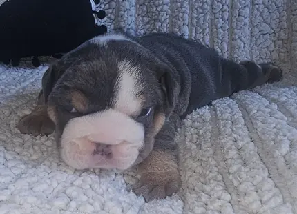 Bulldog puppy for sale: Blue and tan Bulldog puppy lying on a textured blanket