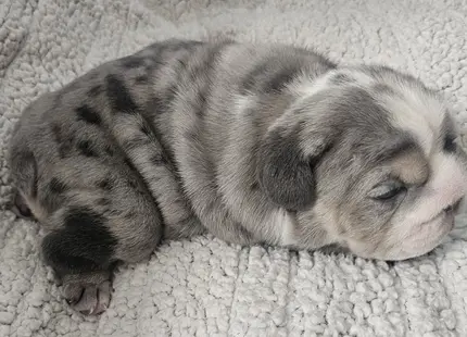 Bulldog puppy for sale: Blue merle Bulldog puppy lying on a soft, textured surface
