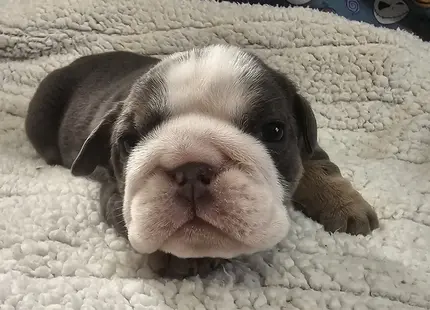 Bulldog puppy for sale: Gray and white Bulldog puppy lying on a fluffy blanket