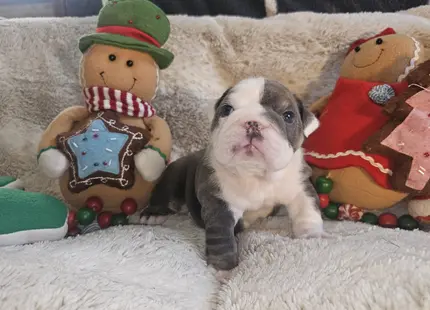 Bulldog puppy for sale: Brindle Bulldog puppy sitting between holiday decorations on a soft blanket