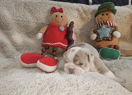 Bulldog puppy for sale: Bulldog puppy lying on a soft blanket with holiday decorations