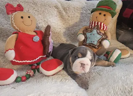 Bulldog puppy for sale: Bulldog puppy with gray coat, surrounded by festive decorations