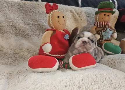 Bulldog puppy for sale: Brindle Bulldog puppy sitting between festive holiday decorations