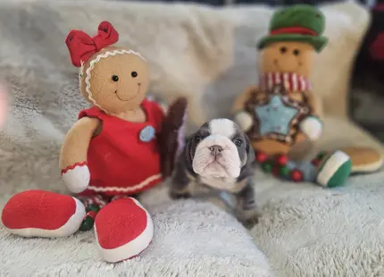 Bulldog puppy for sale: Brindle Bulldog puppy between festive gingerbread decorations