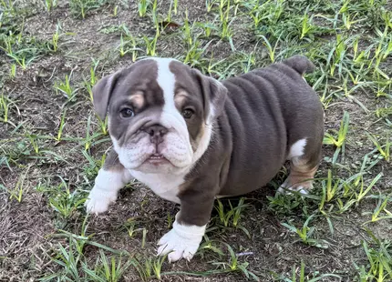 Bulldog puppy for sale: Blue and white Bulldog puppy standing on grass