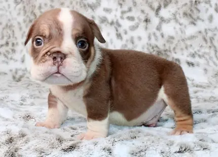 Bulldog puppy for sale: Brown and white Bulldog puppy standing on a soft surface
