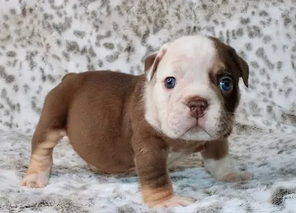 Bulldog puppy for sale: Brown and white Bulldog puppy standing on a soft blanket