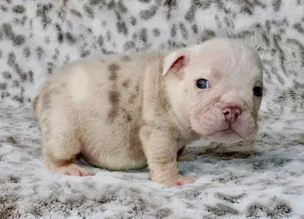 Bulldog puppy for sale: Cream and tan spotted Bulldog puppy standing on soft blanket